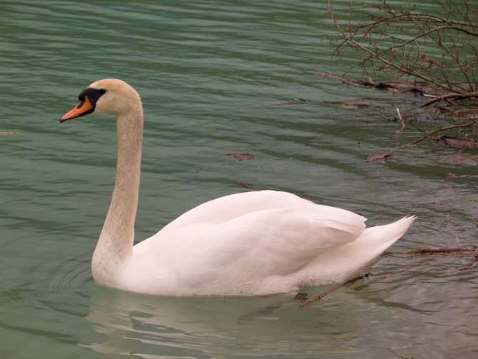 barcis, swan