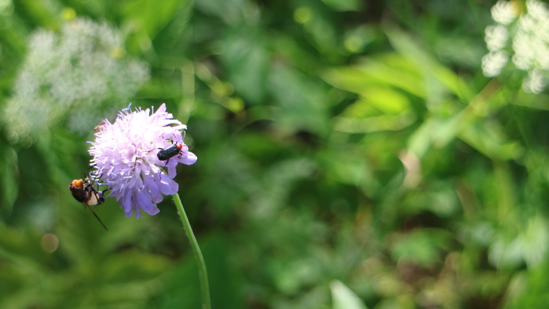 flower and insects
