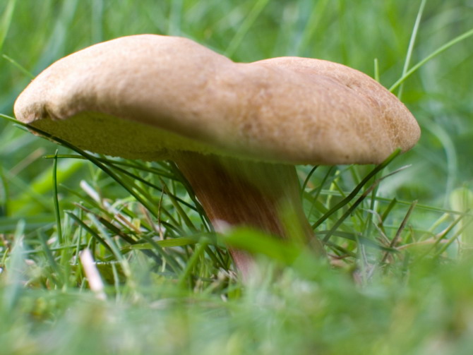 home, mushroom