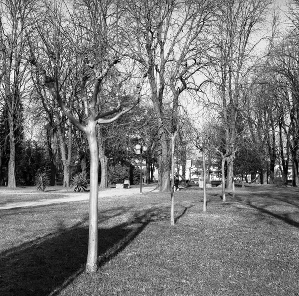 codroipo, trees in a row