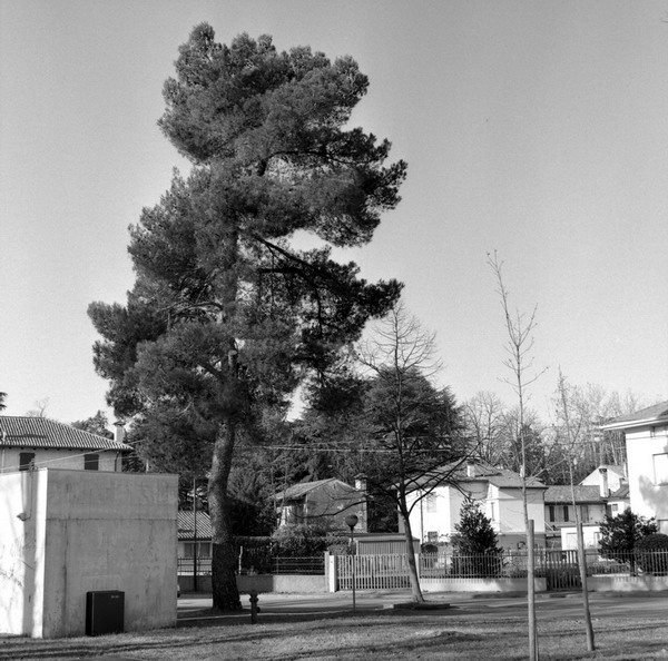 codroipo, pine tree
