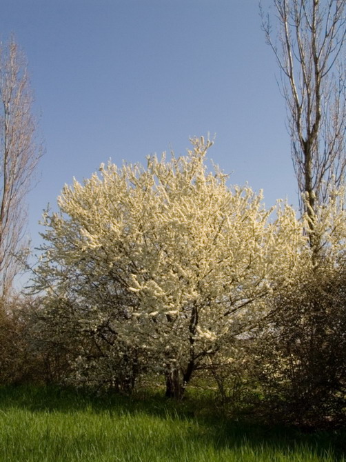 codroipo, pear tree flowers