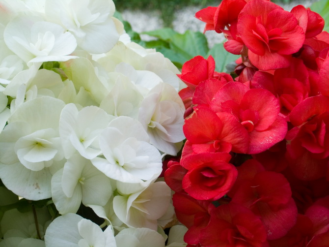 codroipo, fiori rossi e bianchi