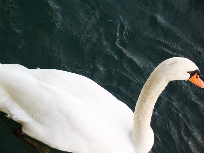 fiume, swan