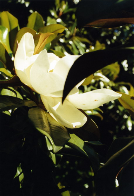 fiume, magnolia flower