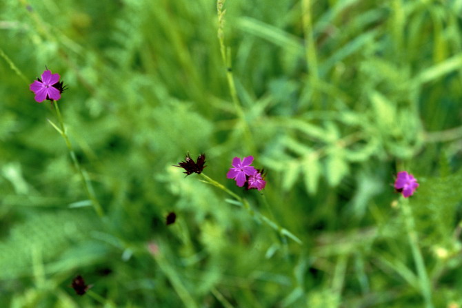 lestans, fiori viola
