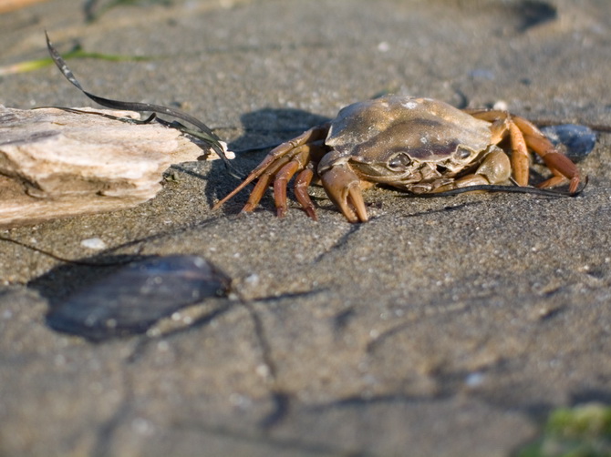 lignano, crab