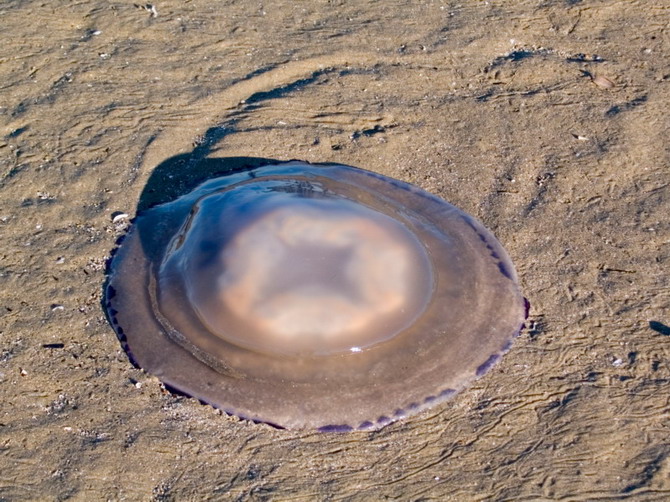 lignano, jellyfish