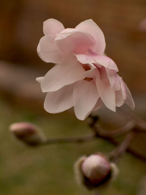 codroipo, magnolia stellata
