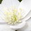 barcis, white flower