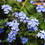 home, light blue flowers