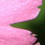 chiampizzulon, fiori rosa 2