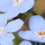 ligosullo, fiori azzurri