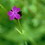 lestans, violet flowers