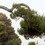 lignano, pine tree