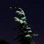 lignano, nightly pine tree