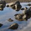 lignano, reflected rocks #1