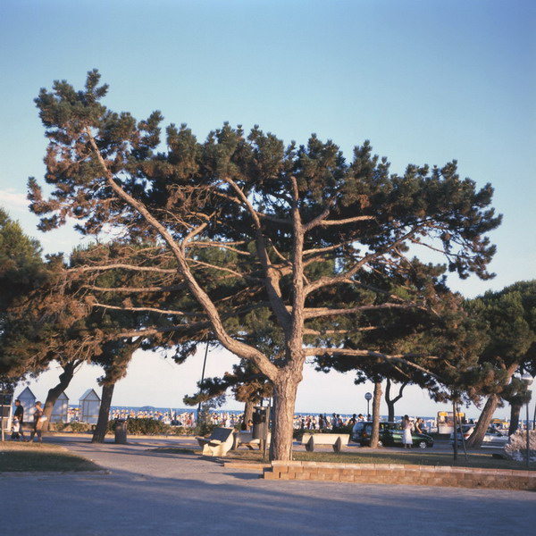 lignano, pino silvestre - 2005