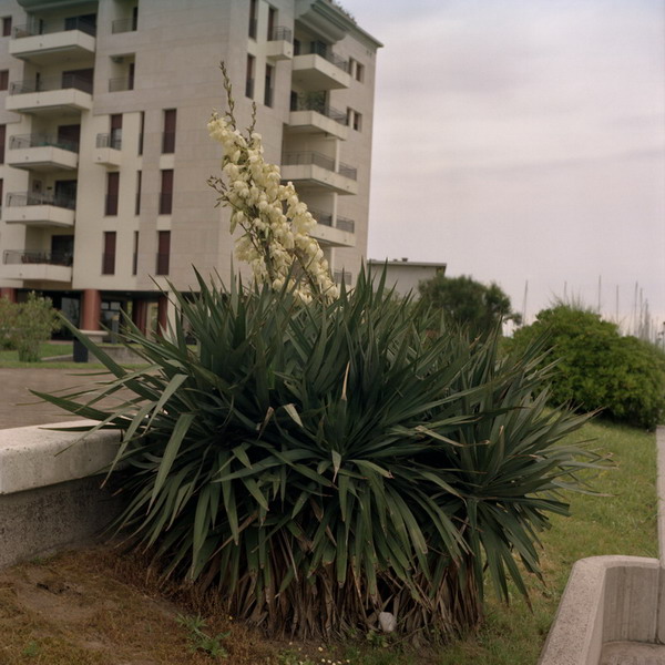 lignano, fiori bianchi - 2005